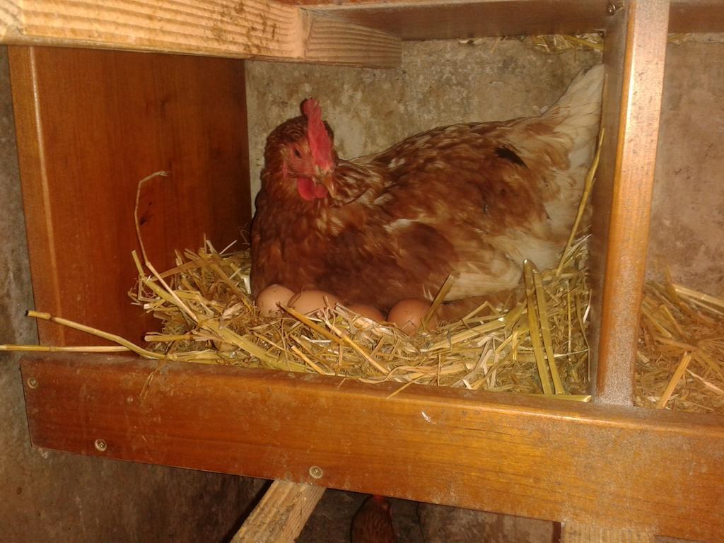 Appartement Reitlhof, Bio Berg Bauernhof Krispl 部屋 写真
